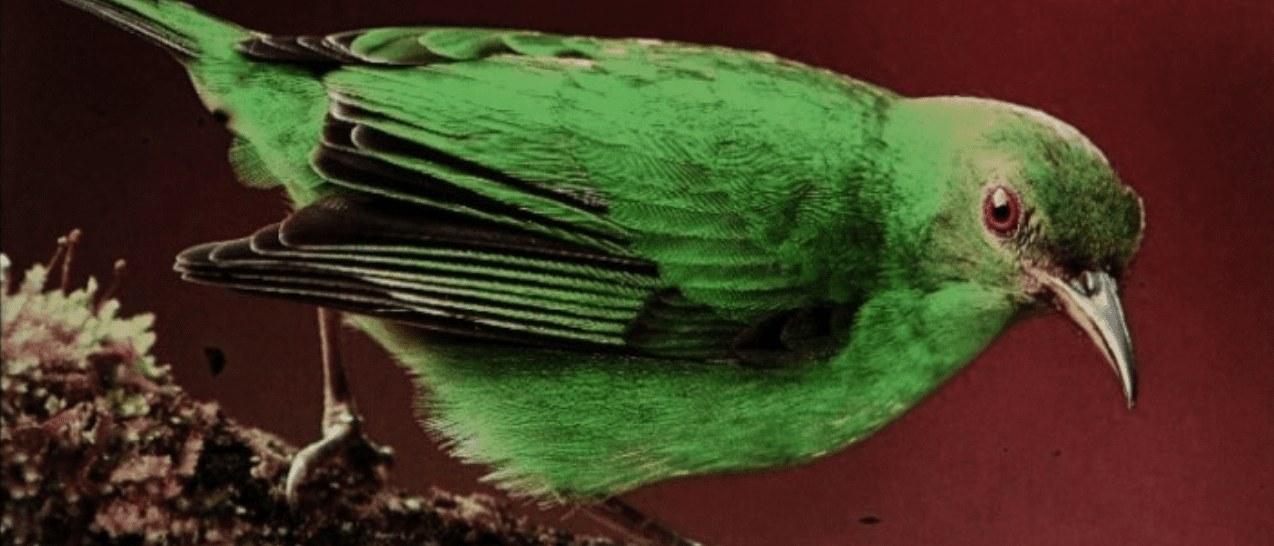 A green bird shown on an OLED display
